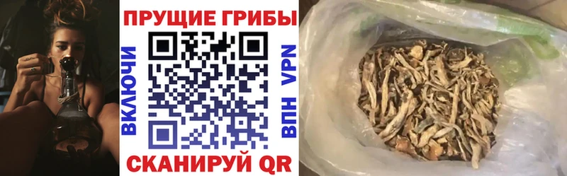 Псилоцибиновые грибы Cubensis  Купить  Неман 